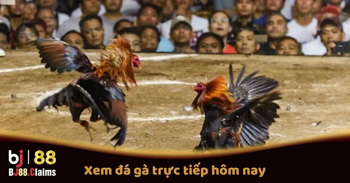 Xem Đ&aacute; G&agrave; Trực Tiếp H&ocirc;m Nay Tr&ecirc;n BJ88: C&aacute;c Trận Đấu Hot